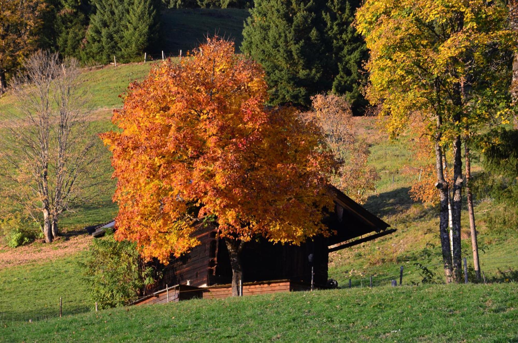 Hof Hamoos Apartment Kitzbuhel Bagian luar foto