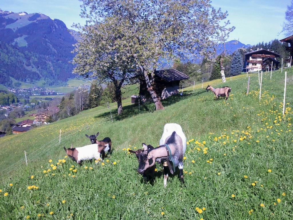 Hof Hamoos Apartment Kitzbuhel Bagian luar foto